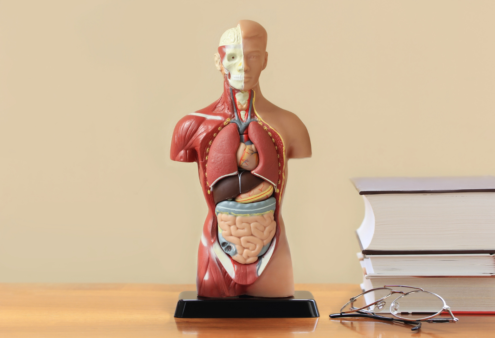 Curso de FisiologÃ­a Humana para Profesores de EducaciÃ³n Media