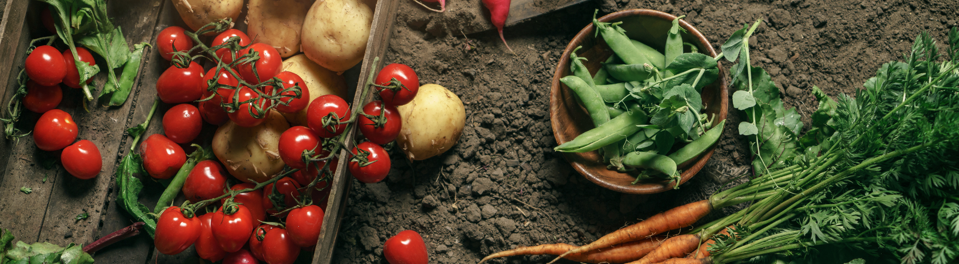 Webinar: Iniciando mi Huerta con AlmÃ¡cigos